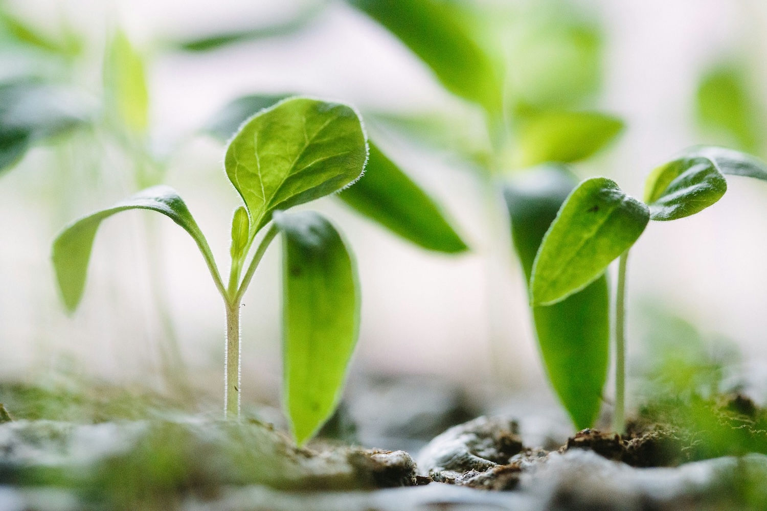 Powering sustainability reporting with Generative AI: The Taigawise-NordHero journey logo